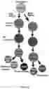 Fig. 04 - Compositions and methods for making sensory neurons