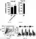 Fig. 05 - Compositions and methods for making sensory neurons