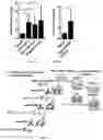Fig. 10 - Compositions and methods for making sensory neurons