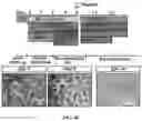Fig. 11 - Compositions and methods for making sensory neurons