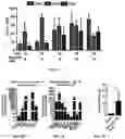 Fig. 12 - Compositions and methods for making sensory neurons
