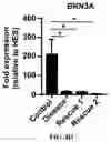 Fig. 14 - Compositions and methods for making sensory neurons