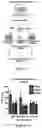Fig. 19 - Compositions and methods for making sensory neurons