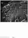 Fig. 12 - COMPOSITIONS, APPARATUSES AND METHODS FOR MAKING AND USING BIOSCAFFOLDS