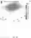 Fig. 31 - COMPOSITIONS, APPARATUSES AND METHODS FOR MAKING AND USING BIOSCAFFOLDS