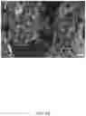 Fig. 35 - COMPOSITIONS, APPARATUSES AND METHODS FOR MAKING AND USING BIOSCAFFOLDS