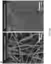 Fig. 50 - COMPOSITIONS, APPARATUSES AND METHODS FOR MAKING AND USING BIOSCAFFOLDS