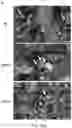 Fig. 53 - COMPOSITIONS, APPARATUSES AND METHODS FOR MAKING AND USING BIOSCAFFOLDS