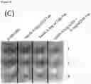 Fig. 15 - METHODS, KITS AND APPARATUS FOR EXPANDING A POPULATION OF CELLS
