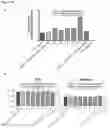 Fig. 37 - METHODS, KITS AND APPARATUS FOR EXPANDING A POPULATION OF CELLS