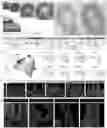 Fig. 01 - PHYSIOLOGIC GROWTH OF CULTURED INTESTINAL TISSUE