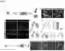 Fig. 04 - PHYSIOLOGIC GROWTH OF CULTURED INTESTINAL TISSUE