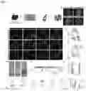 Fig. 05 - PHYSIOLOGIC GROWTH OF CULTURED INTESTINAL TISSUE