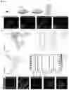 Fig. 11 - PHYSIOLOGIC GROWTH OF CULTURED INTESTINAL TISSUE