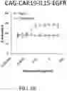 Fig. 14 - Genetically Engineered Cells and Uses Thereof