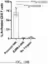 Fig. 42 - Genetically Engineered Cells and Uses Thereof
