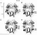 Fig. 18 - ENPP1 POLYPEPTIDES AND METHODS OF USING SAME