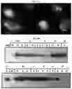 Fig. 31 - ENPP1 POLYPEPTIDES AND METHODS OF USING SAME