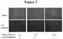 Fig. 04 - METHODS OF ACHIEVING HIGH SPECIFICITY OF GENOME EDITING