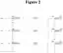 Fig. 03 - ENGINEERED SSDNASE-FREE CRISPR ENDONUCLEASES