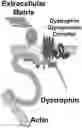 Fig. 01 - CRISPR/CAS-BASED GENOME EDITING COMPOSITION FOR RESTORING DYSTROPHIN FUNCTION