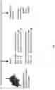 Fig. 14 - CRISPR/CAS-BASED GENOME EDITING COMPOSITION FOR RESTORING DYSTROPHIN FUNCTION