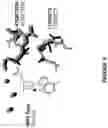 Fig. 05 - OPTIMIZATION OF ENGINEERED MEGANUCLEASES FOR RECOGNITION SEQUENCES