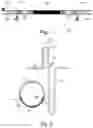 Fig. 02 - Nucleic Acid Constructs and Methods for Their Manufacture