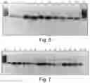 Fig. 05 - Nucleic Acid Constructs and Methods for Their Manufacture