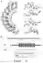 Fig. 09 - RNA SITE-DIRECTED EDITING USING ARTIFICIALLY CONSTRUCTED RNA EDITING ENZYMES AND RELATED USES