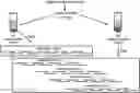 Fig. 01 - MULTIPLEX ASSEMBLY OF NUCLEIC ACID MOLECULES