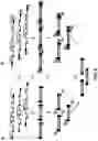 Fig. 09 - MULTIPLEX ASSEMBLY OF NUCLEIC ACID MOLECULES