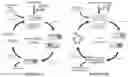 Fig. 02 - CONTINUOUS DIRECTED EVOLUTION