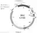 Fig. 17 - CONTINUOUS DIRECTED EVOLUTION
