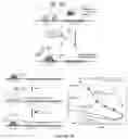 Fig. 19 - CONTINUOUS DIRECTED EVOLUTION