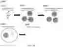 Fig. 29 - METHODS AND SYSTEMS FOR DROPLET-BASED SINGLE CELL BARCODING