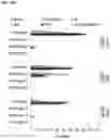 Fig. 04 - Chemically modified guide RNAS for CRISPR/Cas-mediated gene regulation