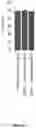 Fig. 17 - Chemically modified guide RNAS for CRISPR/Cas-mediated gene regulation