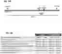 Fig. 23 - Chemically modified guide RNAS for CRISPR/Cas-mediated gene regulation
