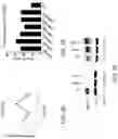 Fig. 06 - OLIGONUCLEOTIDES AND METHODS FOR THE TREATMENT OF AGE-RELATED MACULAR
DEGENERATION