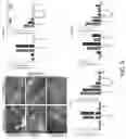 Fig. 15 - OLIGONUCLEOTIDES AND METHODS FOR THE TREATMENT OF AGE-RELATED MACULAR
DEGENERATION