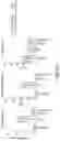 Fig. 21 - OLIGONUCLEOTIDES AND METHODS FOR THE TREATMENT OF AGE-RELATED MACULAR
DEGENERATION