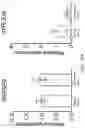 Fig. 23 - OLIGONUCLEOTIDES AND METHODS FOR THE TREATMENT OF AGE-RELATED MACULAR
DEGENERATION