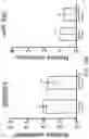 Fig. 24 - OLIGONUCLEOTIDES AND METHODS FOR THE TREATMENT OF AGE-RELATED MACULAR
DEGENERATION
