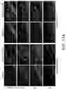 Fig. 25 - OLIGONUCLEOTIDES AND METHODS FOR THE TREATMENT OF AGE-RELATED MACULAR
DEGENERATION