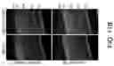 Fig. 26 - OLIGONUCLEOTIDES AND METHODS FOR THE TREATMENT OF AGE-RELATED MACULAR
DEGENERATION