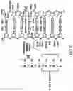 Fig. 28 - OLIGONUCLEOTIDE COMPOSITIONS AND METHODS THEREOF