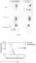 Fig. 09 - Methods for preventing and treating or diagnosing coronavirus infection