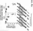 Fig. 17 - RNA interference mediated inhibition of gene expression using short interfering nucleic acids (siNA)