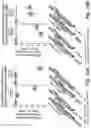 Fig. 19 - RNA interference mediated inhibition of gene expression using short interfering nucleic acids (siNA)